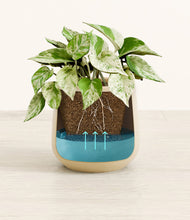 Load image into Gallery viewer, -