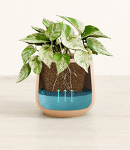 Load image into Gallery viewer, -