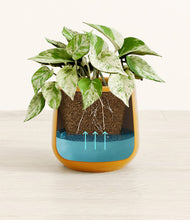 Load image into Gallery viewer, -