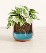 Load image into Gallery viewer, -