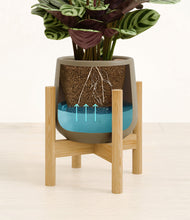 Load image into Gallery viewer, -