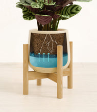 Load image into Gallery viewer, -