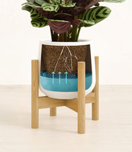 Load image into Gallery viewer, -