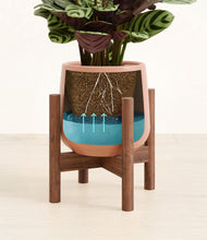 Load image into Gallery viewer, -