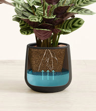 Load image into Gallery viewer, -