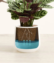 Load image into Gallery viewer, -