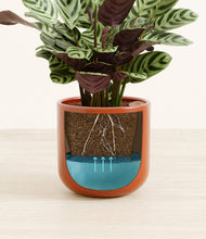 Load image into Gallery viewer, -