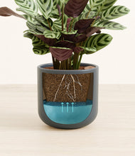 Load image into Gallery viewer, -