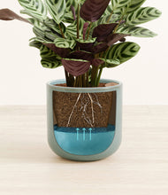 Load image into Gallery viewer, -