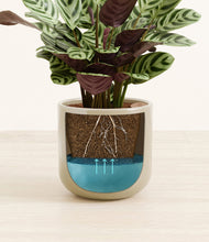 Load image into Gallery viewer, -