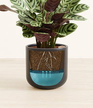 Load image into Gallery viewer, -