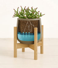 Load image into Gallery viewer, -