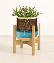 Load image into Gallery viewer, -