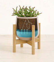 Load image into Gallery viewer, -