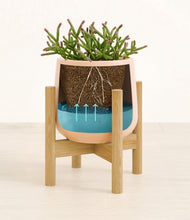 Load image into Gallery viewer, -