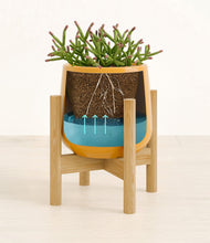 Load image into Gallery viewer, -