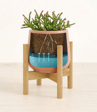 Load image into Gallery viewer, -