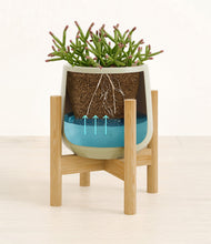 Load image into Gallery viewer, -