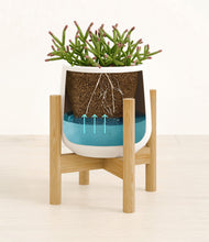 Load image into Gallery viewer, -