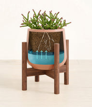 Load image into Gallery viewer, -