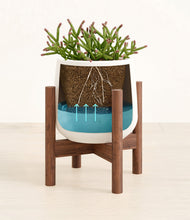 Load image into Gallery viewer, -