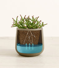 Load image into Gallery viewer, -