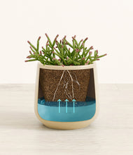 Load image into Gallery viewer, -