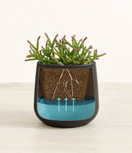 Load image into Gallery viewer, -