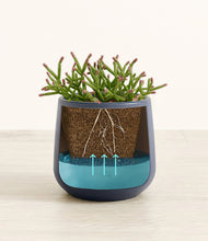 Load image into Gallery viewer, -