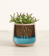 Load image into Gallery viewer, -