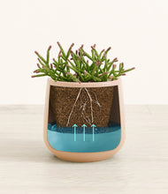 Load image into Gallery viewer, -