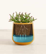 Load image into Gallery viewer, -