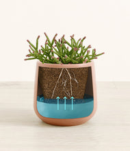 Load image into Gallery viewer, -