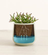 Load image into Gallery viewer, -