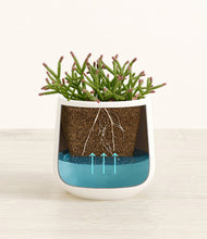 Load image into Gallery viewer, -