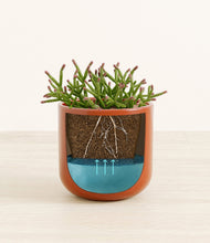 Load image into Gallery viewer, -