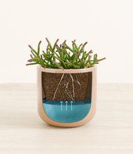 Load image into Gallery viewer, -