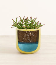 Load image into Gallery viewer, -