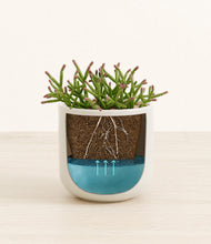 Load image into Gallery viewer, -