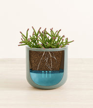 Load image into Gallery viewer, -