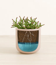 Load image into Gallery viewer, -