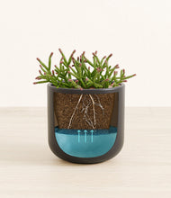 Load image into Gallery viewer, -