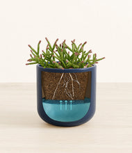 Load image into Gallery viewer, -