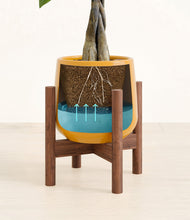 Load image into Gallery viewer, Mustard stand:walnut