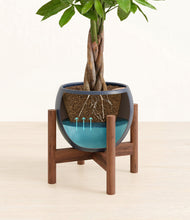 Load image into Gallery viewer, Deep Navy stand:walnut