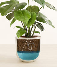 Load image into Gallery viewer, Natural Bamboo