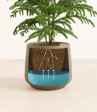 Load image into Gallery viewer, Olive stand:all