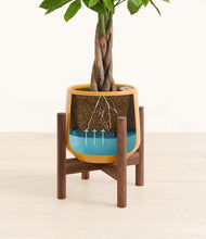 Load image into Gallery viewer, Mustard stand:walnut