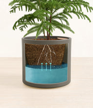 Load image into Gallery viewer, Dark Olive stand:all