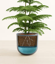 Load image into Gallery viewer, Iron Gray stand:all